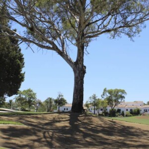 los-naranjos-golf-hole-2-2-1024x597-1